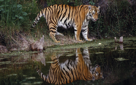 Majestic Tiger - nature, beautiful, majestic, exotic, tiger, animals