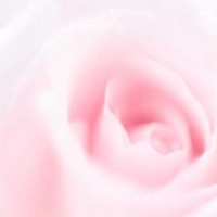 Pink Rose