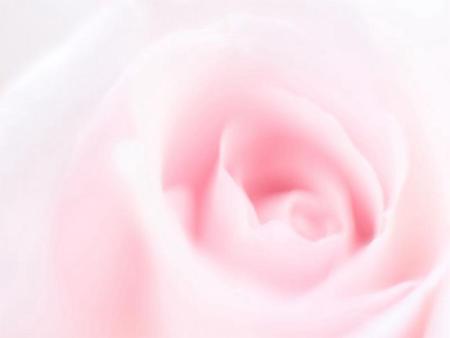 Pink Rose - rose, flower