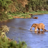 Elephant in water