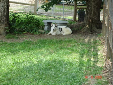 Husky - dog, dogs, husky, alaskan, siberian