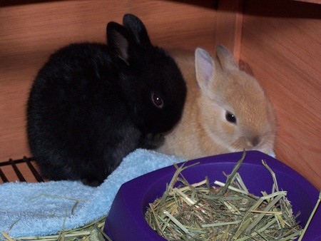 Mini Dwarf Bunny Rabbits - rabbit, rabbits, bunny, dwarf