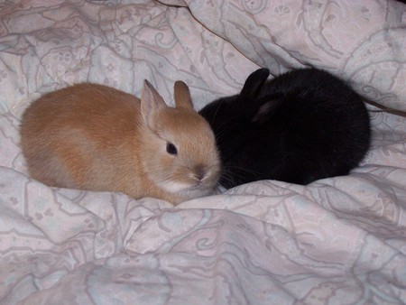 Mini Dwarf Bunny Rabbits - rabbit, rabbits, bunny, dwarf