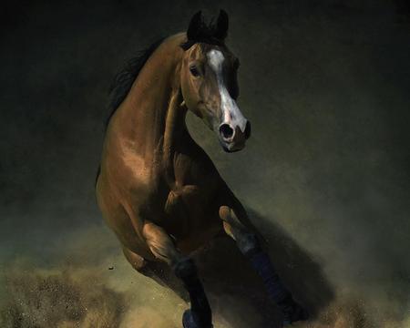 Wild brown horse - speed, black, horses, look, action