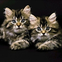 Cats Wallpaper