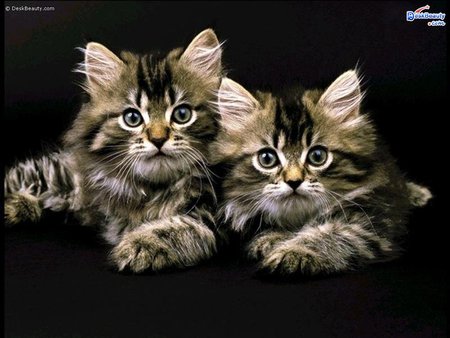 Cats Wallpaper - cool, cats wallpaper