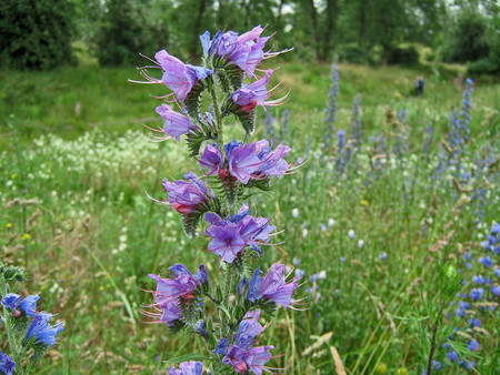 Purple foofy - flowers, purple