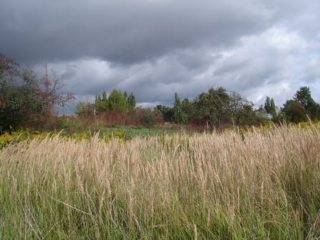 Sky and grasses - nature, sky