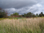 Sky and grasses