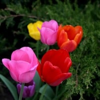 Tulips