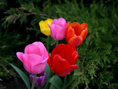 Tulips - tulips, flowers