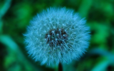 Blue - flowers, blue