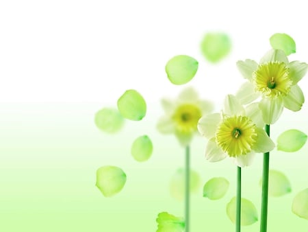 Daffodils - daffodils, green, modern, yellow