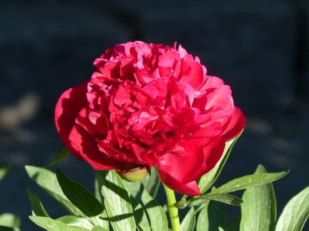 Red peony - peony, flower, red, green