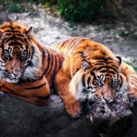 Tigers