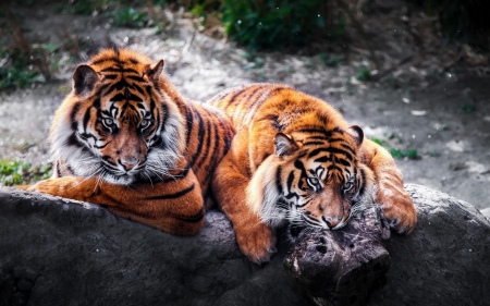 Tigers - river, resting, predators, wilderness, rocks