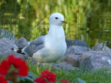 Seagull - water, park, stones, flowers, seagull, bird