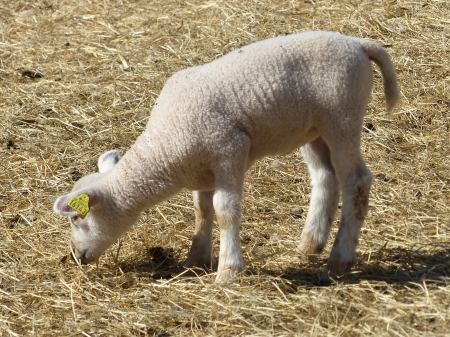 Little lamb - hay, animal, lamb, farm