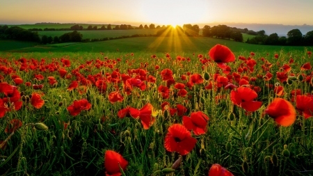 Poppies in Field - blossoms, sunset, red, landscape, petals, sun