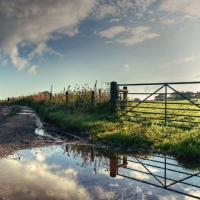 puddle in front of a sheep pasture