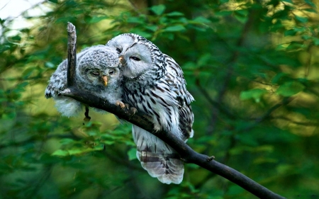 Mother's Love - owls, twig, nature, chick, tree