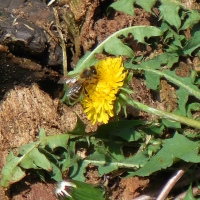 Busy Bee on a Dandelion