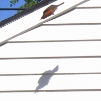 Dive Bombing Robin (Zoomed In)