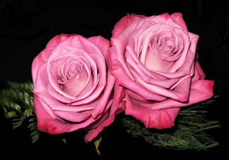 Roses - black, trandafir, rose, couple, flower, pink