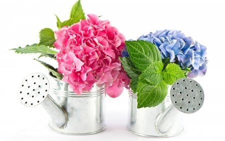 Hydrangeas - white, flower, pink, spring, blue, hydrangea, green