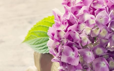 Happy summer! - summer, card, flower, pink, happy, hydrangea, green