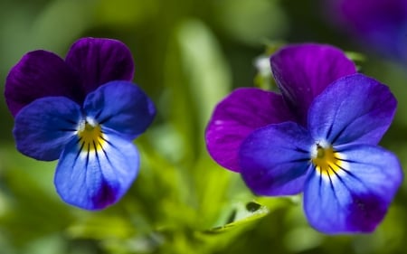 Pansies - purple, blue, green, pansy, spring, couple, flower