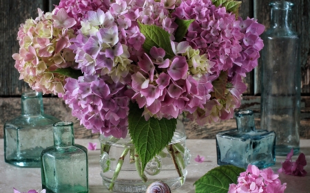 Hydrangeas - jar, glass, pink, blue, hydrangea, summer, bottle, flower