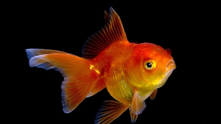 Gold fish - black, summer, red, gold, orange, fish