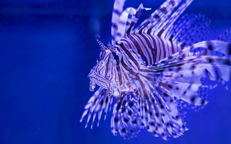 Lionfish - white, summer, firefish, fish, lionfish, broadbarred, blue