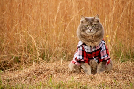 Summer fashion - cat, red, fashion, animal, orange, summer, funny, pisica