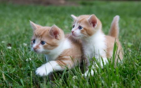 Kittens - couple, cat, green, animal, summer, grass, pisica, kitten