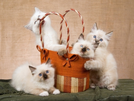 Kittens - animal, pisica, kitten, cute, ragdoll, sweet, cat