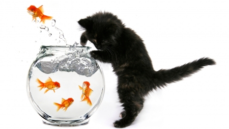 So wet! - water, summer, aquarium, cat, black, pisica, white, kitten, funny, cute, situation, golden, fish