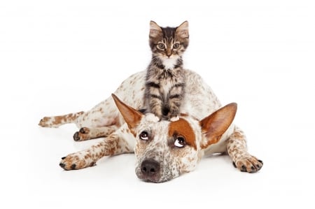 The best mattress for a kitten - dog, sweet, cat, pisica, white, animal, kitten, funny, cute, situation, caine, face, couple