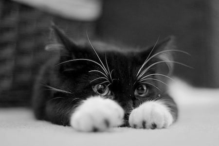 áƒ¦â¤áƒ¦ - animal, cute, cat, kitten