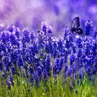 Butterfly Flowers