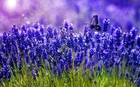 Butterfly Flowers