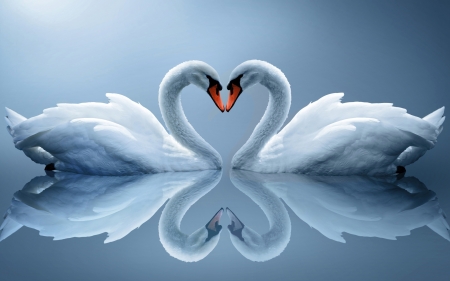 Falls in love - pair, love, swans, reflection