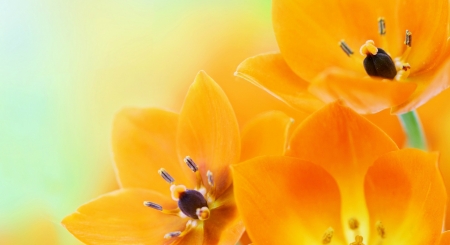 Orange Tulips - flowers, artificial, orange, tulips