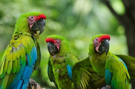 The Three Musketeers - grey beaks, trees, green and blue bodies, tropical, red brows