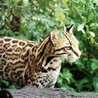 Ocelot on the hunt