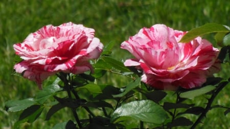 Yaddo Roses - rose garden, blossoms, roses, pink, red, blooms, peppermint