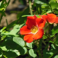 Yaddo English Rose