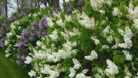 Lilac Hedge - purple lilacs, white lilacs, white, spring flower, lilacs, green, lavender lilacs, lilac bushes, flowers, lavender