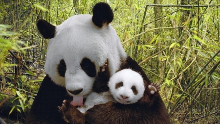 mama and baby - panda, wallpaper, baby, animals